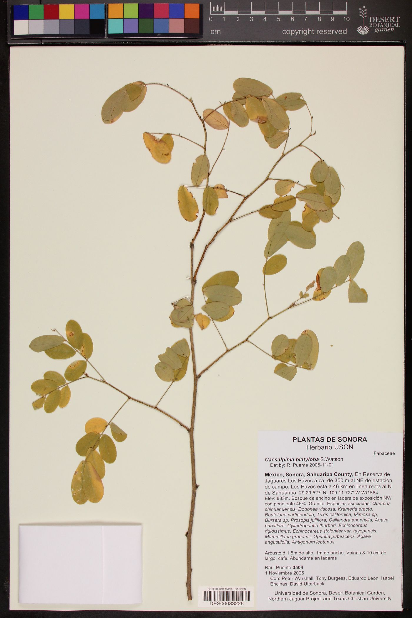 Caesalpinia platyloba image