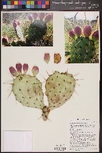 Opuntia phaeacantha image