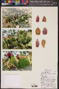 Opuntia phaeacantha image