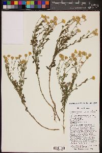 Heterotheca villosa var. foliosa image