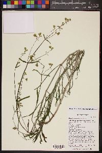 Mirabilis linearis image