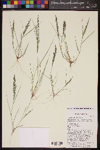 Eragrostis barrelieri image