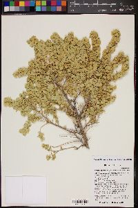 Atriplex canescens var. canescens image