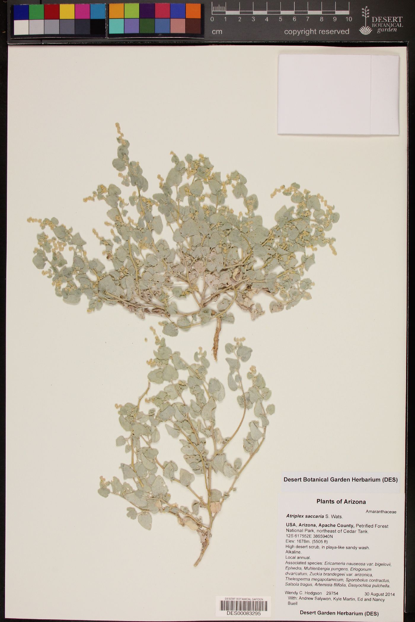 Atriplex saccaria image