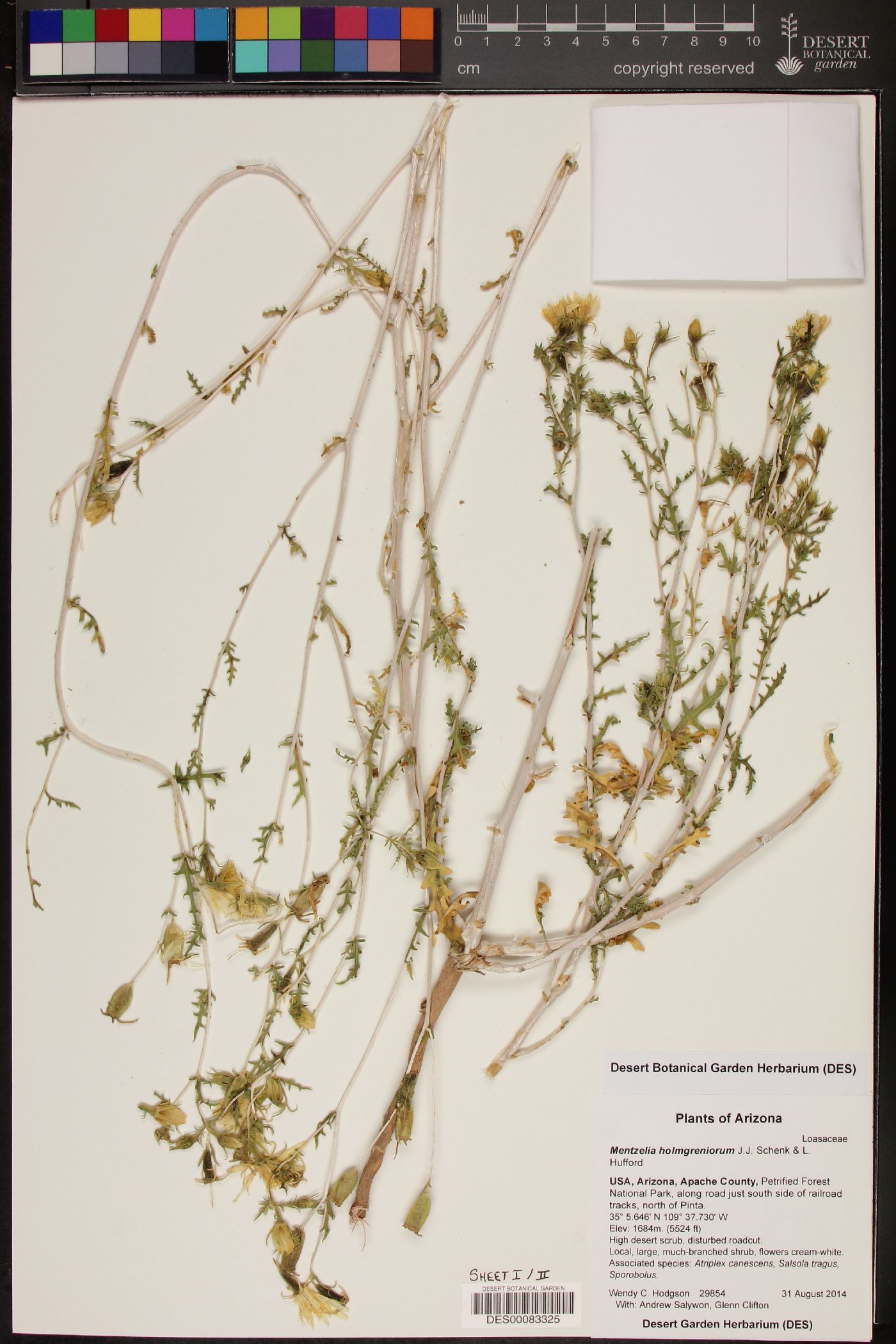 Mentzelia holmgreniorum image