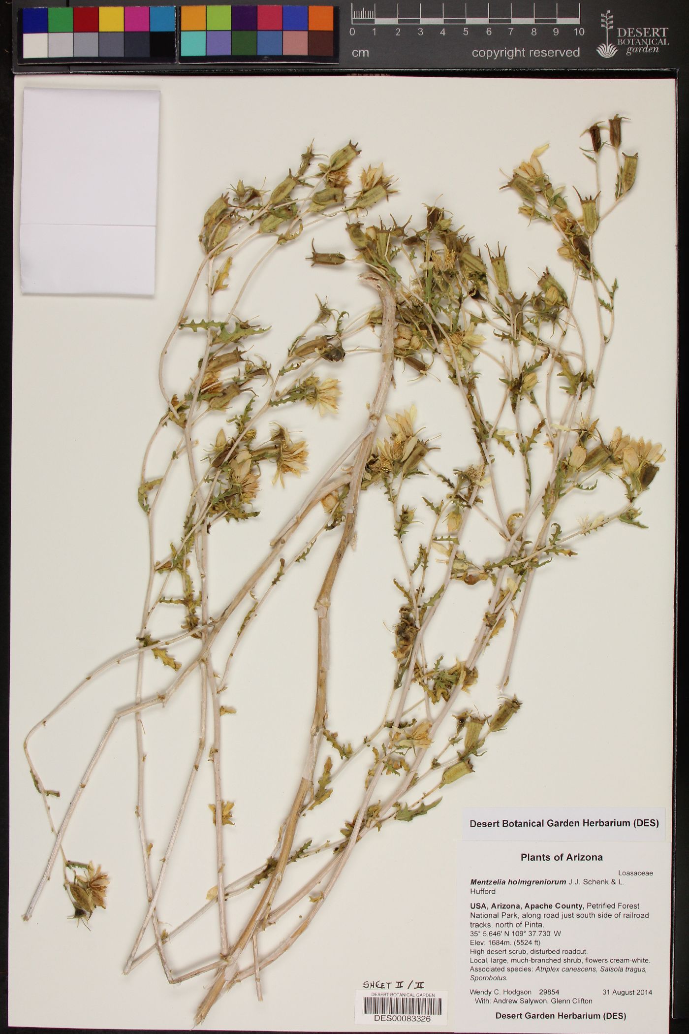 Mentzelia holmgreniorum image