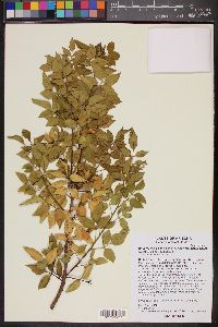 Rhus virens var. choriophylla image