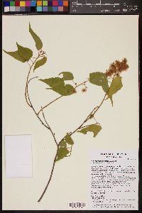 Heliocarpus palmeri image