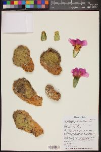 Opuntia basilaris var. heilii image