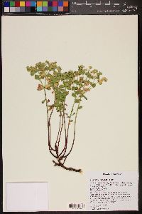 Image of Euphorbia yaquiana