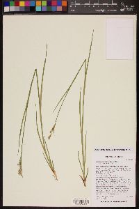 Image of Ribes leucoderme