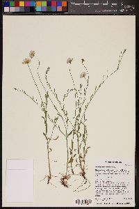 Erigeron flagellaris image