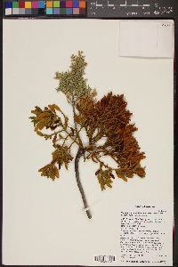 Phoradendron bolleanum image