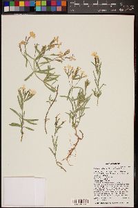 Phlox woodhousei image