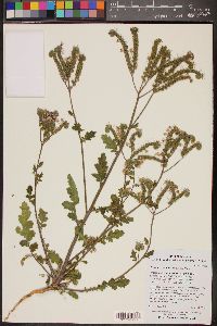 Phacelia crenulata image