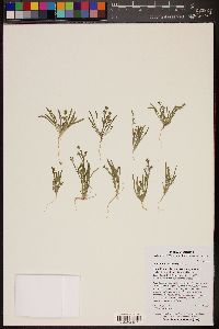 Chorizanthe brevicornu image