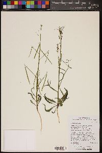 Sisymbrium irio image