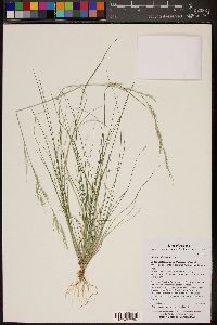 Aristida adscensionis image