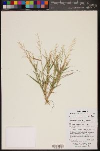 Leptochloa panicea image