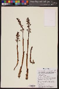 Corallorhiza maculata var. occidentalis image