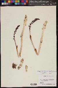 Corallorhiza striata var. vreelandii image