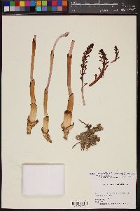 Corallorhiza maculata var. occidentalis image