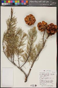 Pinus monophylla image