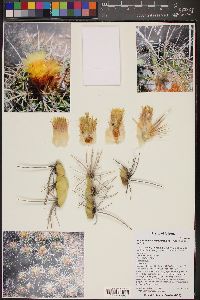 Echinocactus polycephalus var. xeranthemoides image
