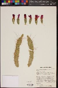 Image of Austrocylindropuntia shaferi