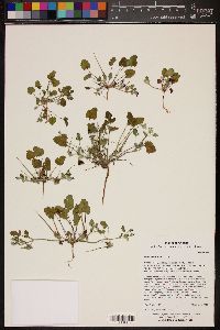 Erodium texanum image