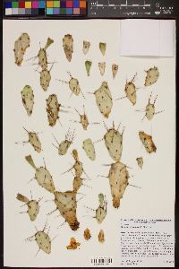 Image of Opuntia pusilla