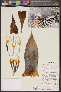 Agave parryi image