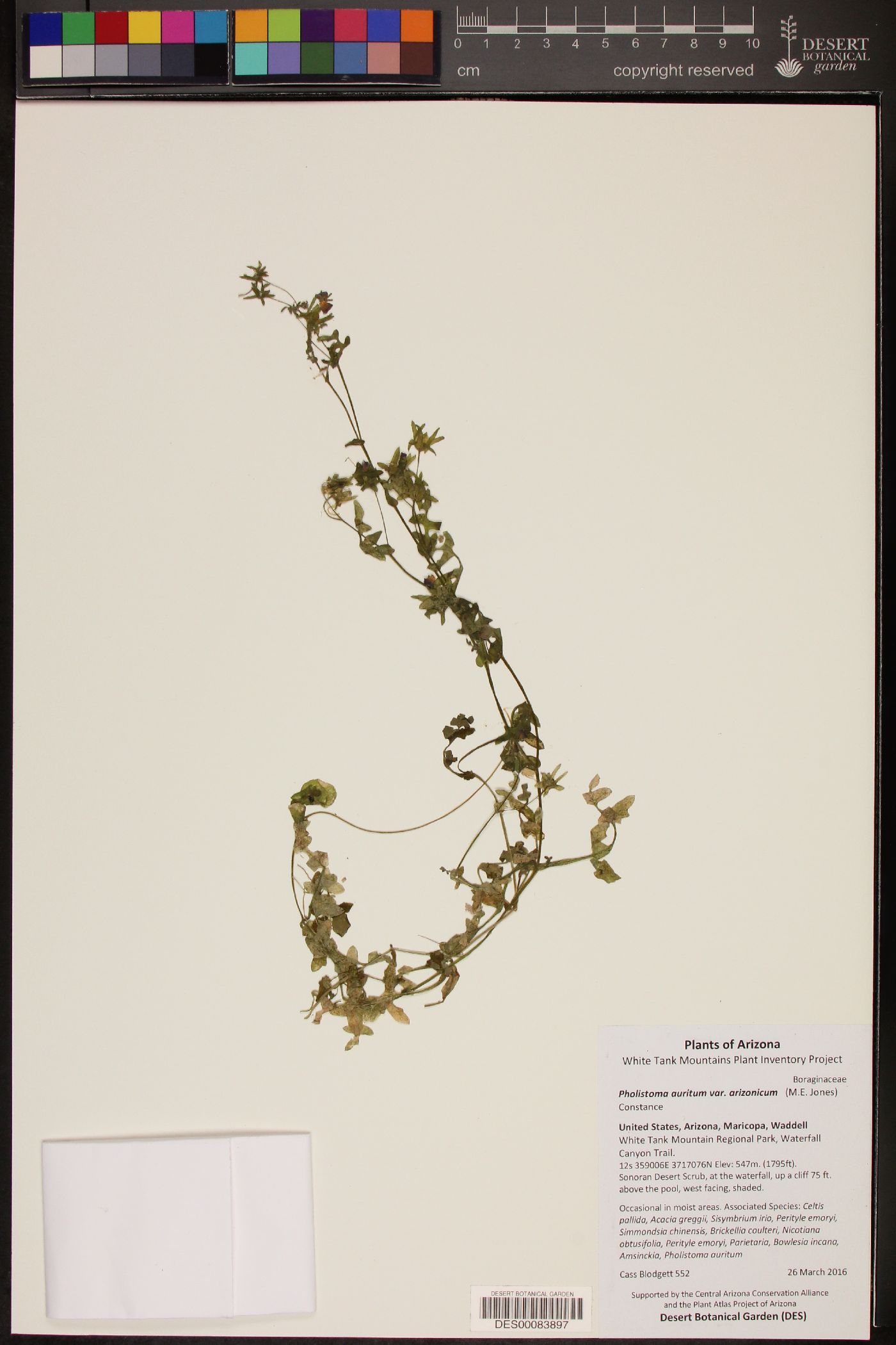 Pholistoma auritum var. arizonicum image