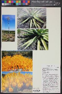 Agave chrysantha image