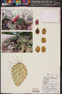 Opuntia phaeacantha image