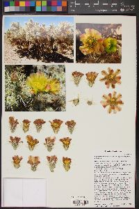 Cylindropuntia echinocarpa image