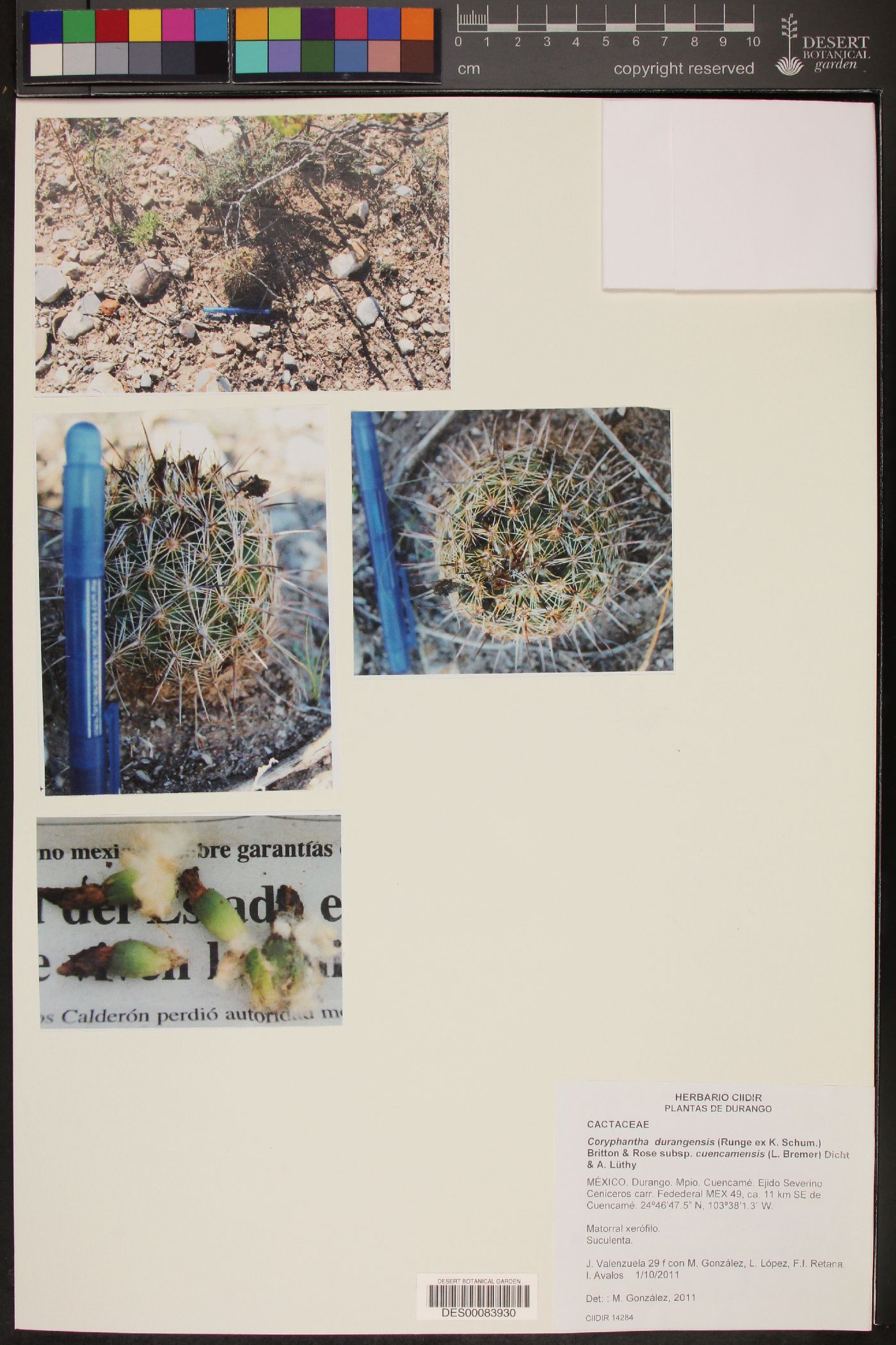 Coryphantha durangensis subsp. cuencamensis image