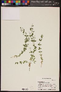 Galium coloradoense image