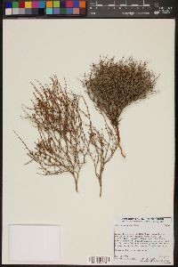 Image of Eriogonum nidularium