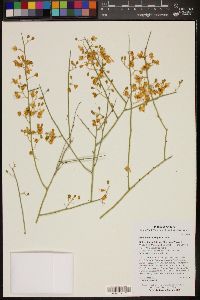 Parkinsonia microphylla image