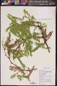 Prosopis velutina image