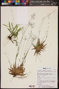 Dichanthelium strigosum subsp. glabrescens image