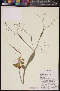 Eriogonum inflatum image