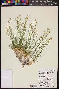 Image of Arenaria macradenia
