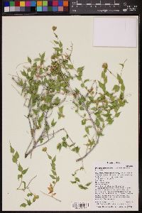 Brickellia atractyloides image