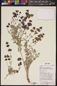 Salvia dorrii var. dorrii image