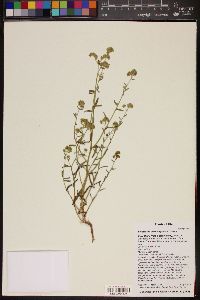 Cryptantha pterocarya image