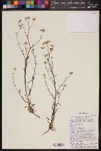 Cryptantha decipiens image