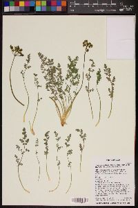 Lomatium scabrum var. scabrum image