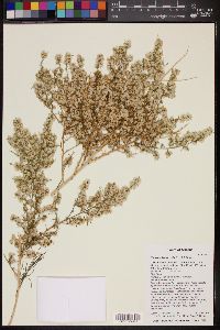 Ambrosia salsola image